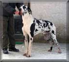 Continent�l F�ra�