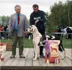 Black and Harlequin Ariel