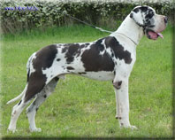 Folton Folt Avantgard