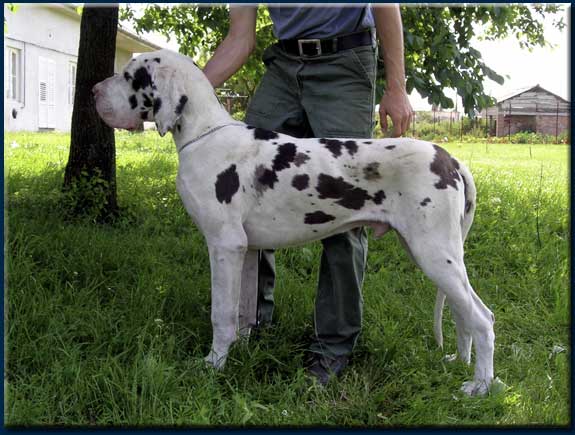 Folton Folt N�m�