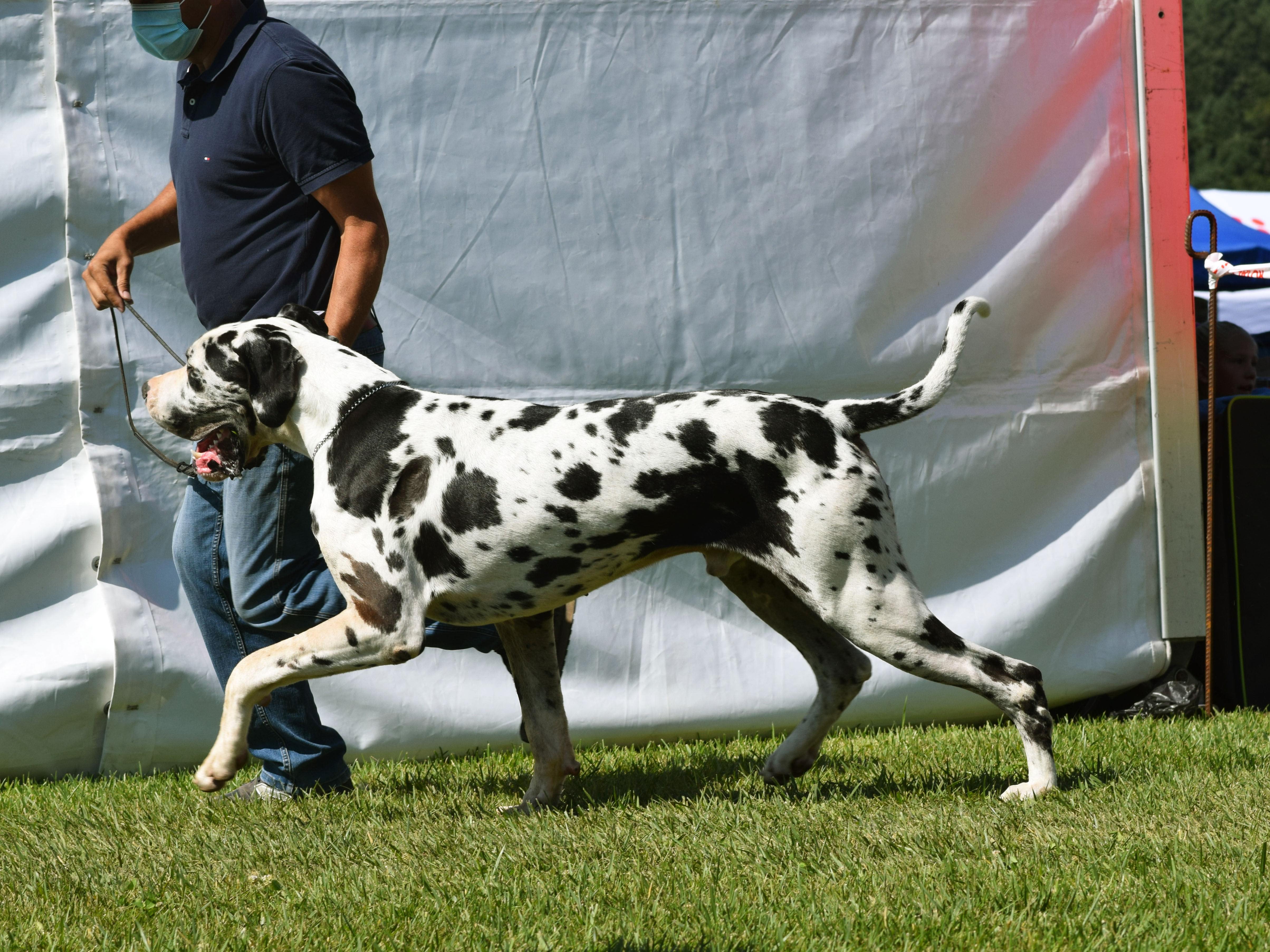 Szilv�sv�rad 2020