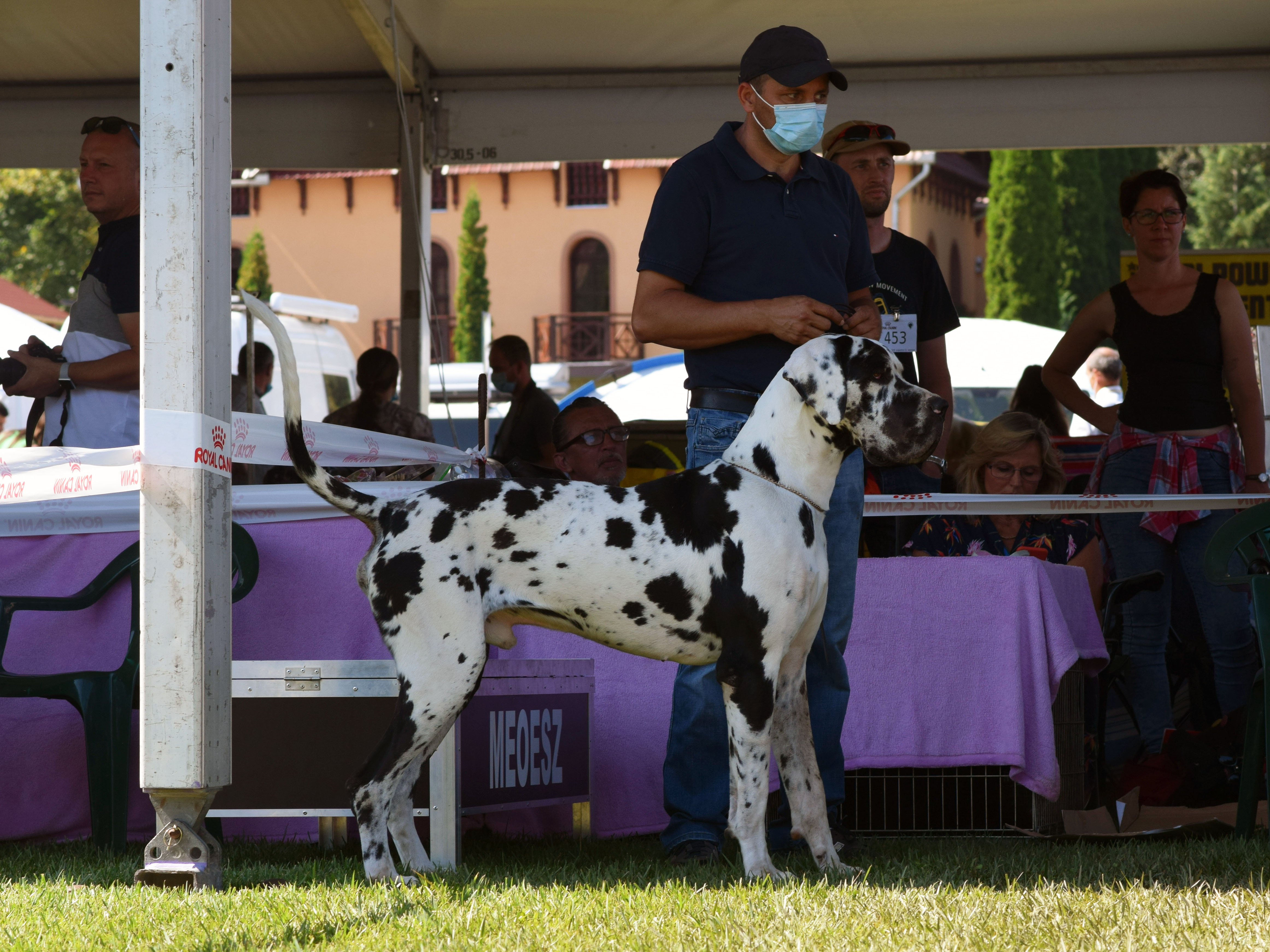 J�szber�ny CAC 2020