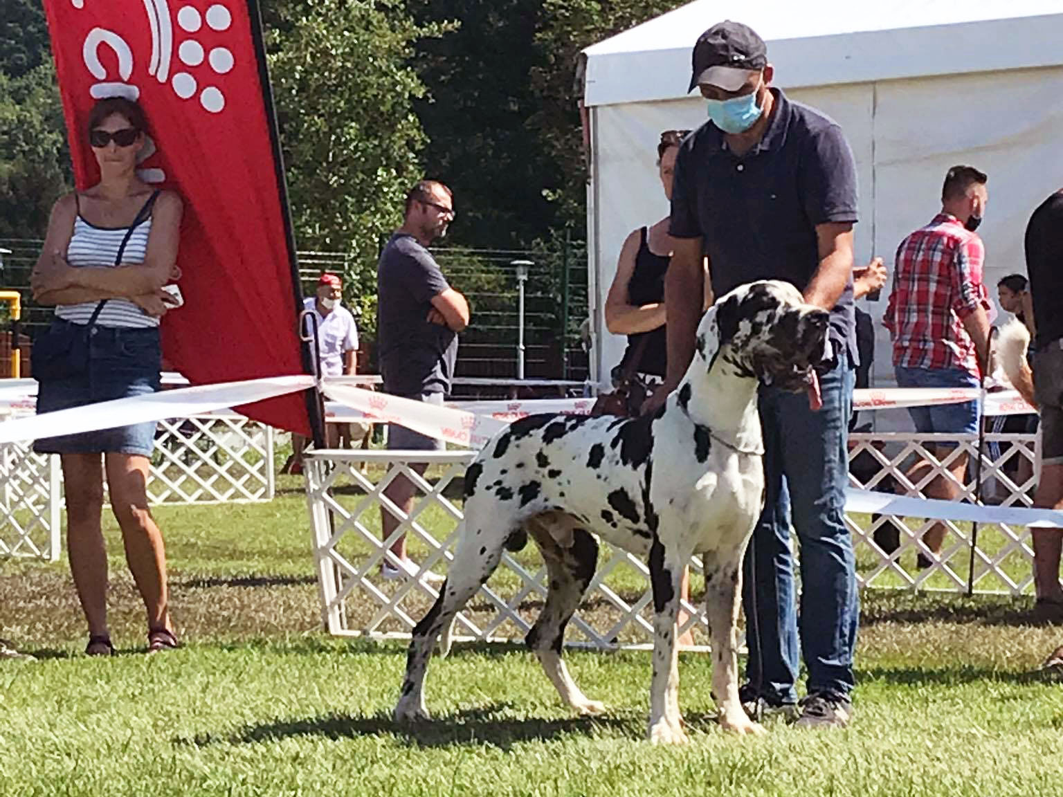 Szilv�sv�rad CACIB 2020