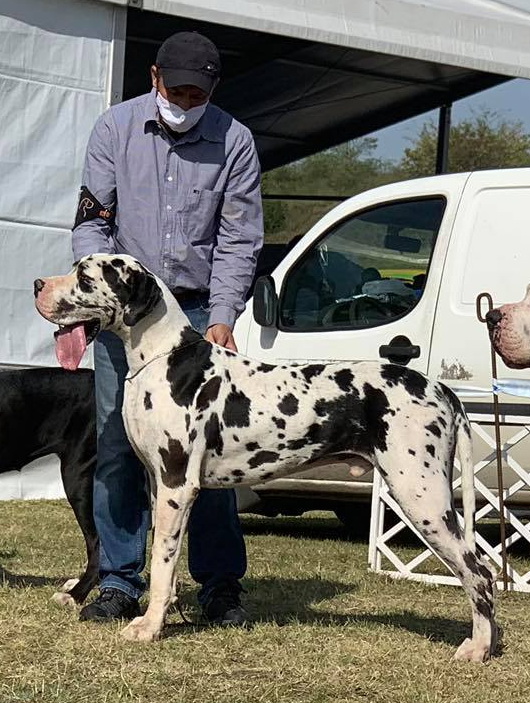 Kom�rom CACIB 2020